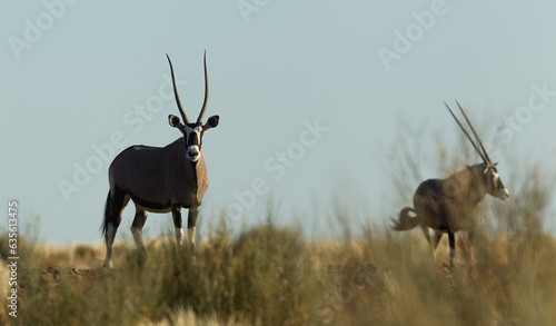 Órice del cabo "oryx gazella" en el sur de Namibia. 