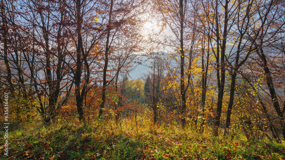 nature weather background in fall season. colorful scenery with forest on the hill in fall foliage on a sunny morning in autumn. sun behind the trees nature weather background in fall season. colorful scenery with forest on the hill in fall foliage on a sunny morning in autumn. sun behind the trees