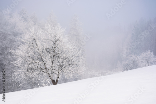 tree in hoarfrost on the snow covered meadow. mountainous countryside landscape in winter © Pellinni