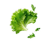 Top down view of transparent background with fresh oak leaf salad and space for copy