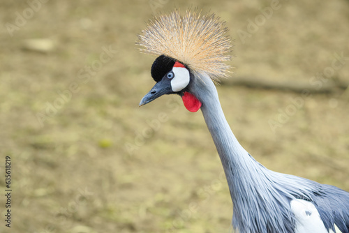 grey crowned crane balearica