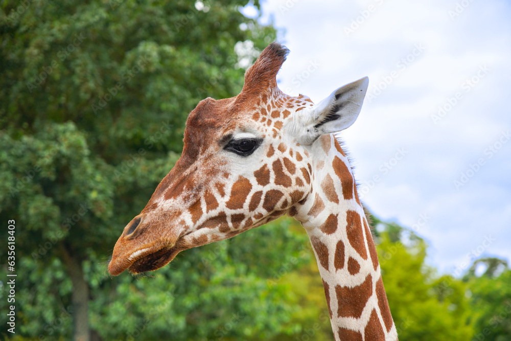 Giraffe portrait, close-up image of animal. Giraffe portrait, close-up image of animal.