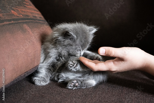 cat in hand