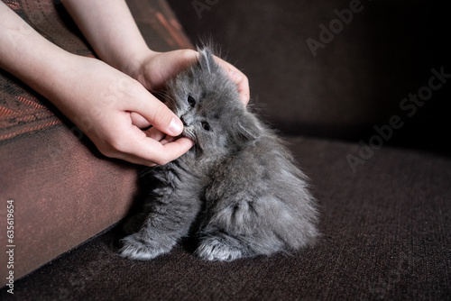 a man strokes a gray kitten