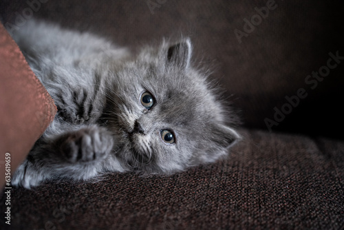 cat in a basket