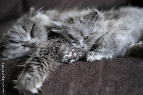 gray cat with a kitten sleep on a brown background