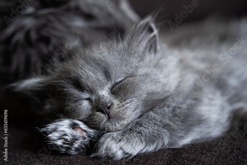 close-up of a gray fluffy kitten sleeping on a dark background