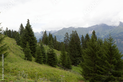 Forêt et alpage