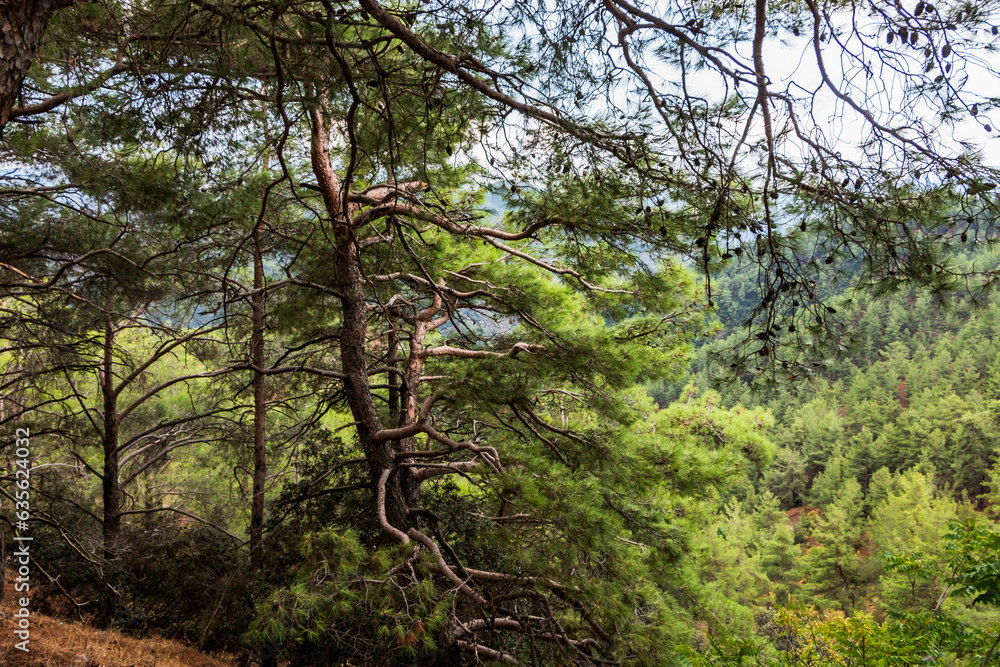 Fototapeta premium The Troodos mountain range on the island of Cyprus overgrown with pine forest. Beautiful natural landscape.