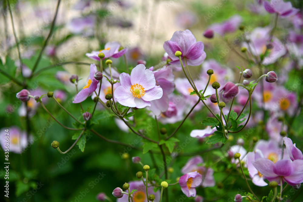 roas Herbstanemonen
(Anemone hupehensis) roas Herbstanemonen
(Anemone hupehensis)