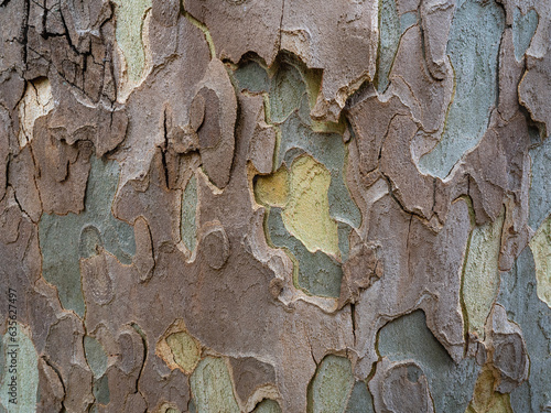 Canvas Print Closeup view of layered plane tree bark - beautiful textured grey,  green, brown