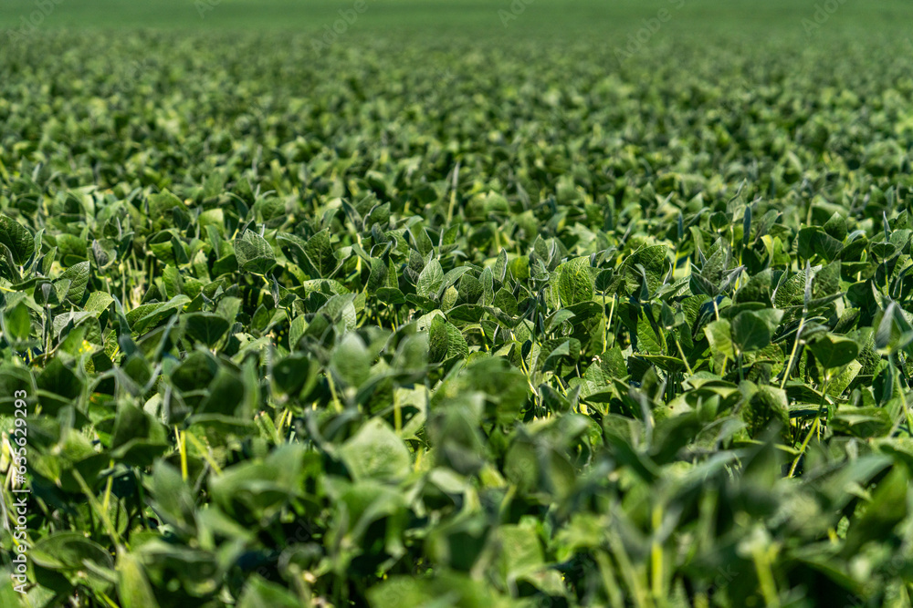 soybean field with green leaves soybean field with green leaves