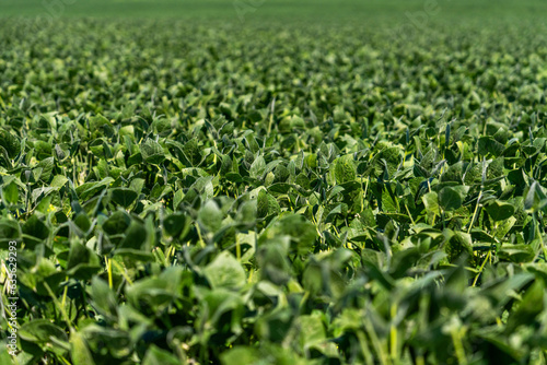 soybean field with green leaves