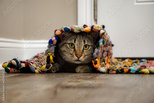 cat playing hide and seek under the rug 