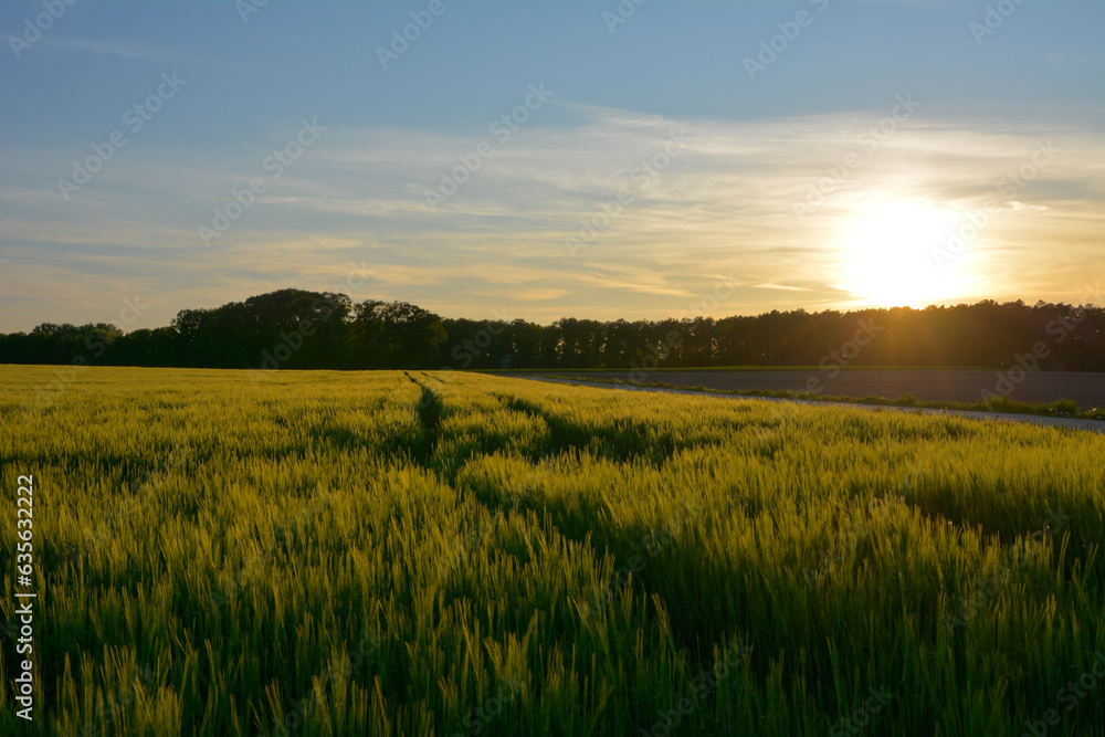 Evening agricultural field with a crop of wheat stalks. In the background, the trees of a small forest.