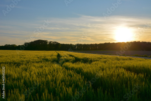 Evening agricultural field with a crop of wheat stalks. In the background, the trees of a small forest.