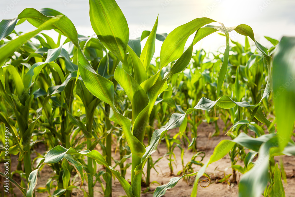 Fototapeta premium Young corn plants, in a corn field, green leaves, stem.