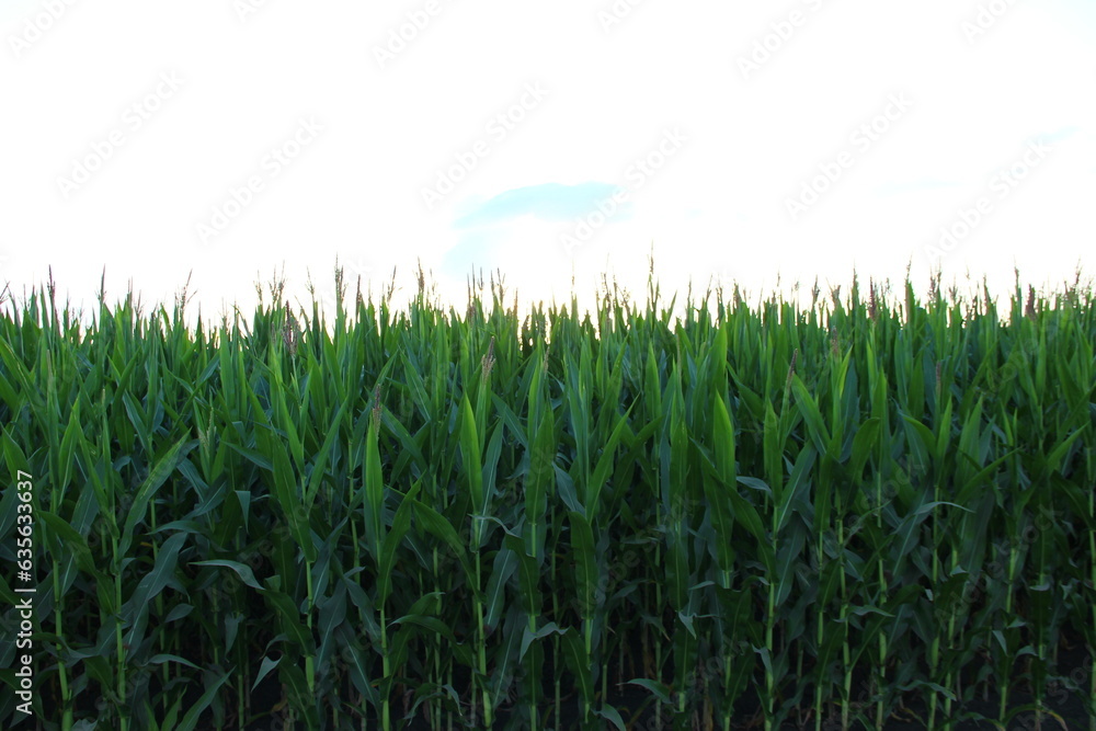Cornfield, even row of corn Cornfield, even row of corn