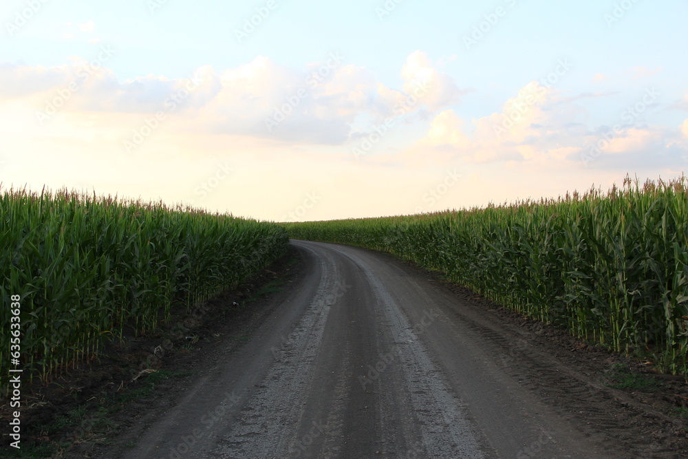 Rural road is turning through corn fields Rural road is turning through corn fields
