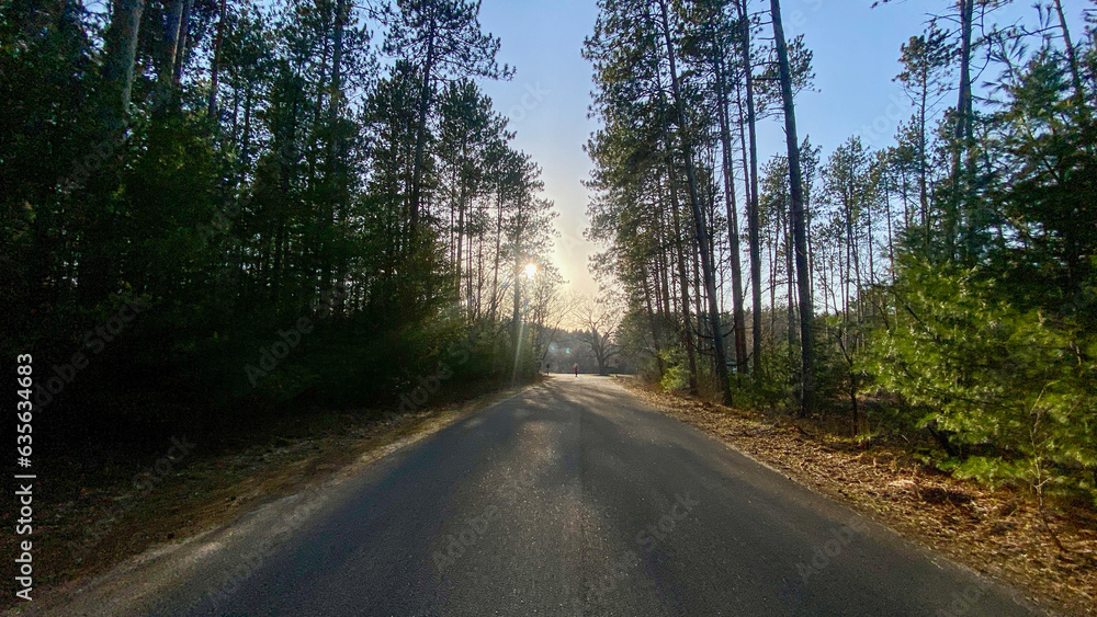 Obraz premium road in the forest