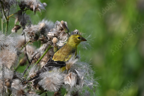 Close up of a female American Goldfinch bird perched on a weed gathering nesting material © Carol Hamilton
