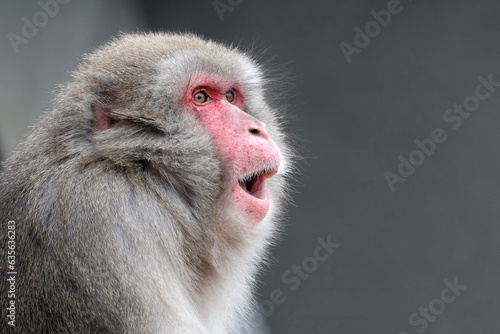 Portrait view of Japanese Macaque, Macaca Fuscata