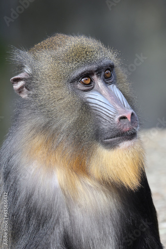 Close view of Mandrill monkey, Mandrillus sphinx © Edwin Butter