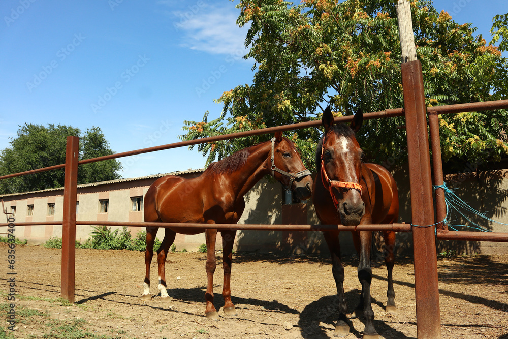 Beautiful brown horses on horse farm