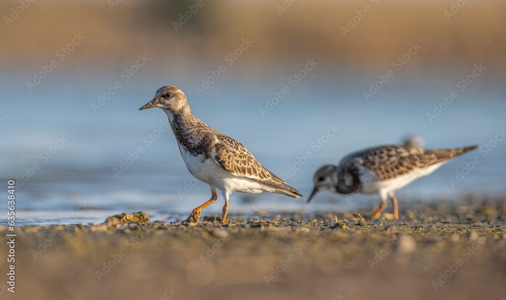 Ruddy Turnstone (Arenaria interpres) Aysa, Australia, spreads in Europe, America and Africa, but is rare. It is a migratory bird and is known to breed in the Northern hemisphere. Ruddy Turnstone (Arenaria interpres) Aysa, Australia, spreads in Europe, America and Africa, but is rare. It is a migratory bird and is known to breed in the Northern hemisphere.