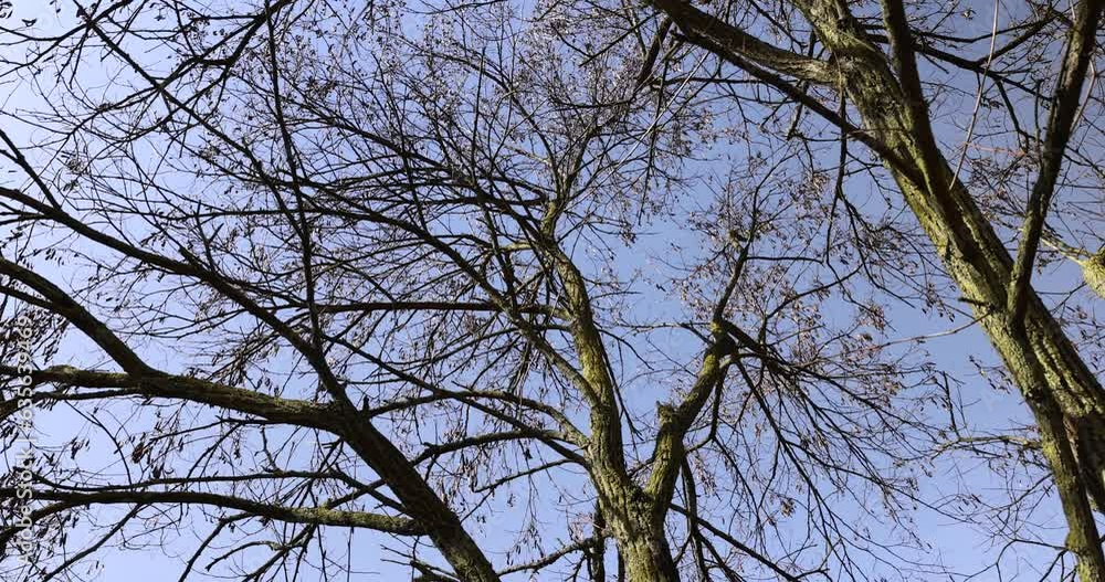Bare trees in sunny spring weather, bare deciduous trees without foliage on a bright sunny day in spring