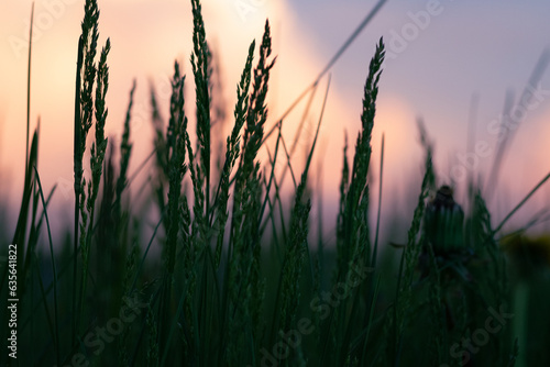 grass in the sunset