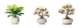 collection Set of different styles of retro vantage desert rose flowers small tree in bonsai style ceramic Japanese vase pot, furniture cosy houseplant cutouts isolated on transparent png background