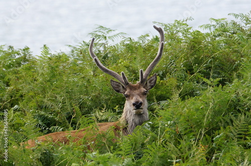 Red Deer (Cervus elaphus) at Applecross, Wester Ross, Ross and Cromarty, Highland Scotland, UK