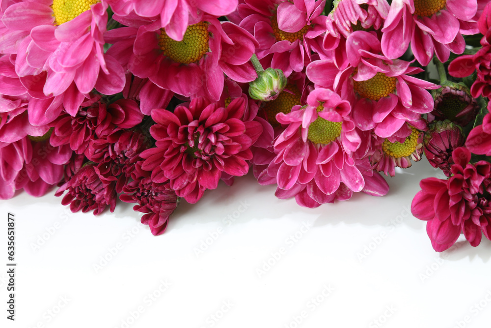 Obraz premium 白バックの菊の花束