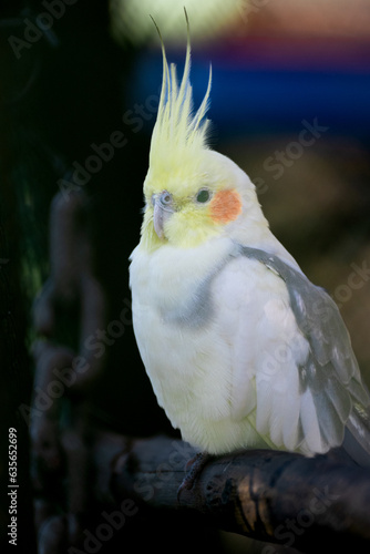 The cockatiel, Nymphicus hollandicus, also known as the weero or quarrion, is a medium-sized parrot that is a member of its own branch of the cockatoo family