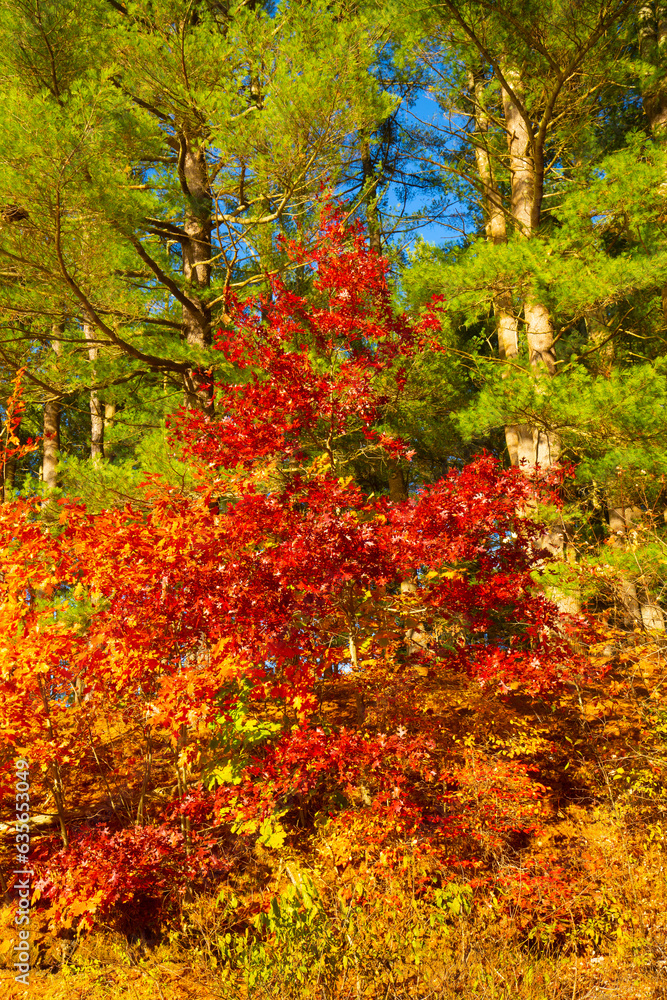 Placid fall scene at Buckingham Reservoir in Glastonbury, Connecticut. Placid fall scene at Buckingham Reservoir in Glastonbury, Connecticut.