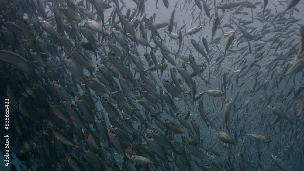 A large school of Yellowstripe Scad (Selaroides leptolepis), ripples and sways in the sunlight in the blue water, Raja Ampat, Indonesia, Asia A large school of Yellowstripe Scad (Selaroides leptolepis), ripples and sways in the sunlight in the blue water, Raja Ampat, Indonesia, Asia