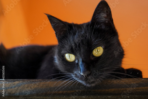 Fototapeta Naklejka Na Ścianę i Meble -  Close up of black cat looking down
