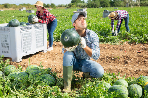 Confident man farm worker engaged in harvesting checking watermelon ripeness, thumping rind with hand photo