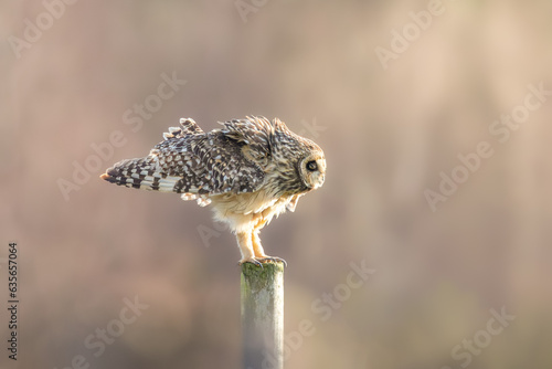 short eared owl photo