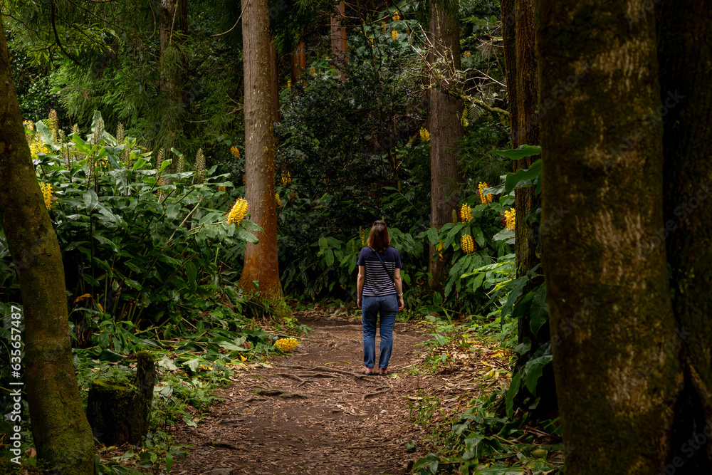 Woman walking in the dirt path the green forest with yellow flowers and tall trees. Furnas, Sao Miguel, Azores Woman walking in the dirt path the green forest with yellow flowers and tall trees. Furnas, Sao Miguel, Azores