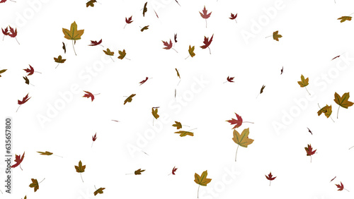 Isolated red and yellow maple leaves falling 