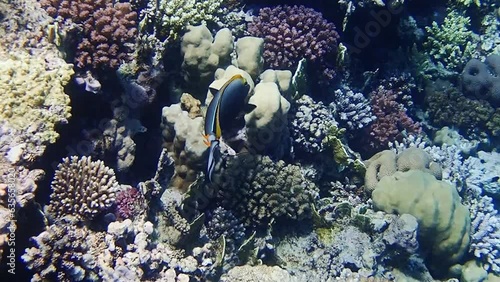 Elegant Naso Tang Swimming Over Coral Reef in Clear Tropical Ocean Waters
