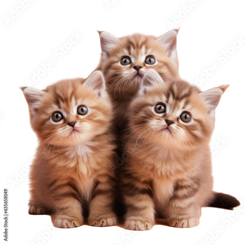 Three kittens brown on transparent background