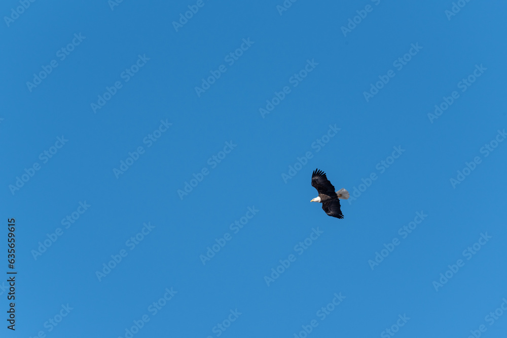 A Bald Eagle Flying In A Grey December Sky In Wisconsin A Bald Eagle Flying In A Grey December Sky In Wisconsin