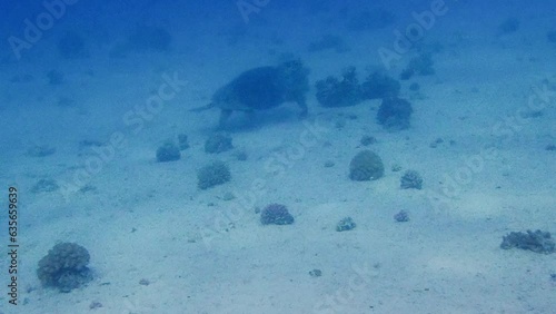 Sea Turtle Swimming Gracefully Over Coral Reef in the Red Sea, Tropical Underwater Scene