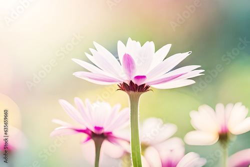 beautiful fresh flower on blurred natural background  garden and spring photo  shallow depth of field