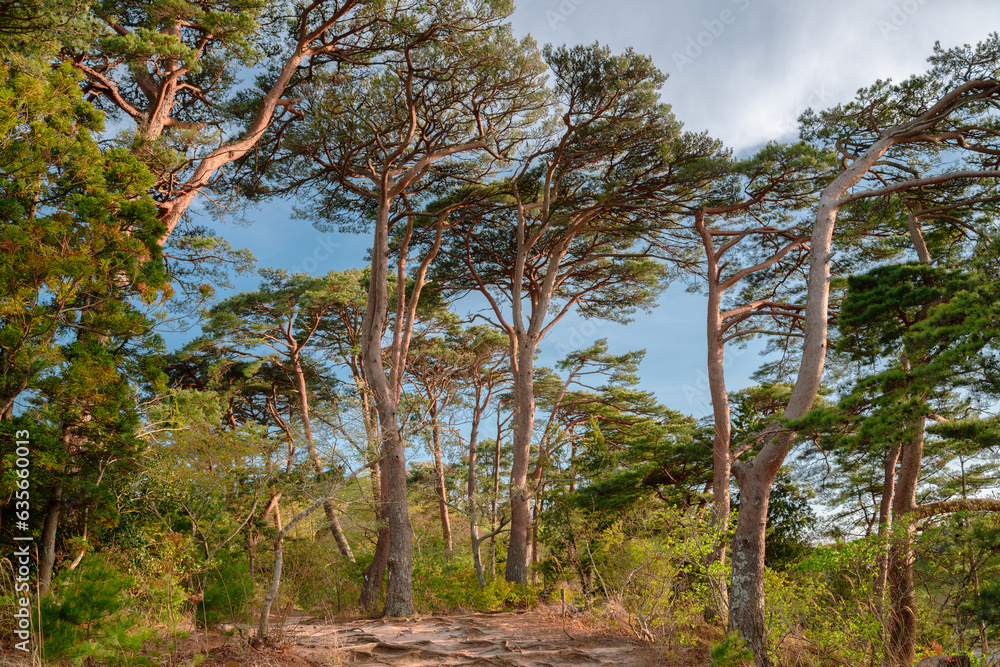 Obraz premium Fukuura island pine tree forest in Matsushima, Miyagi, Japan