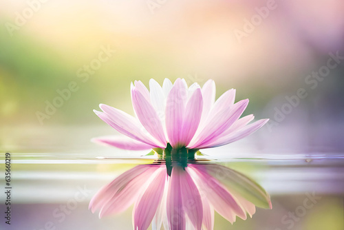 beautiful fresh flower on blurred natural background  garden and spring photo  shallow depth of field