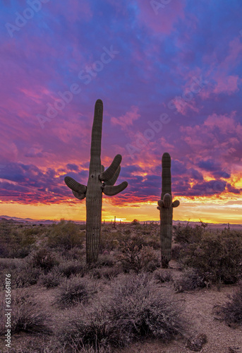 Two Cactus With Vibrant Sunset Skies In Arizona